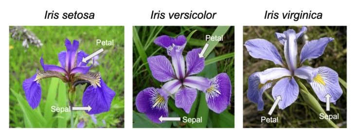 Iris flower species classification visualization
